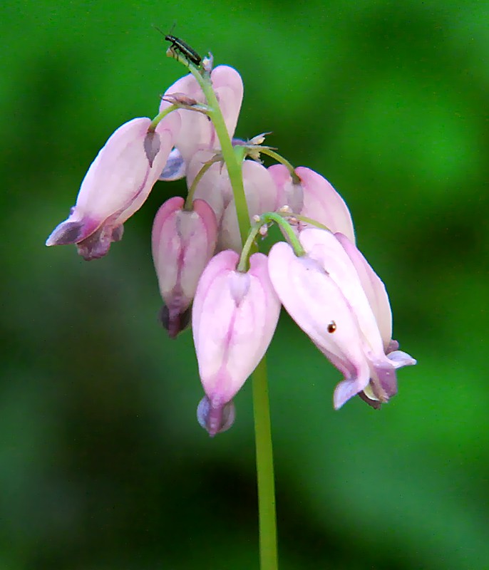 Image of Dicentra formosa specimen.