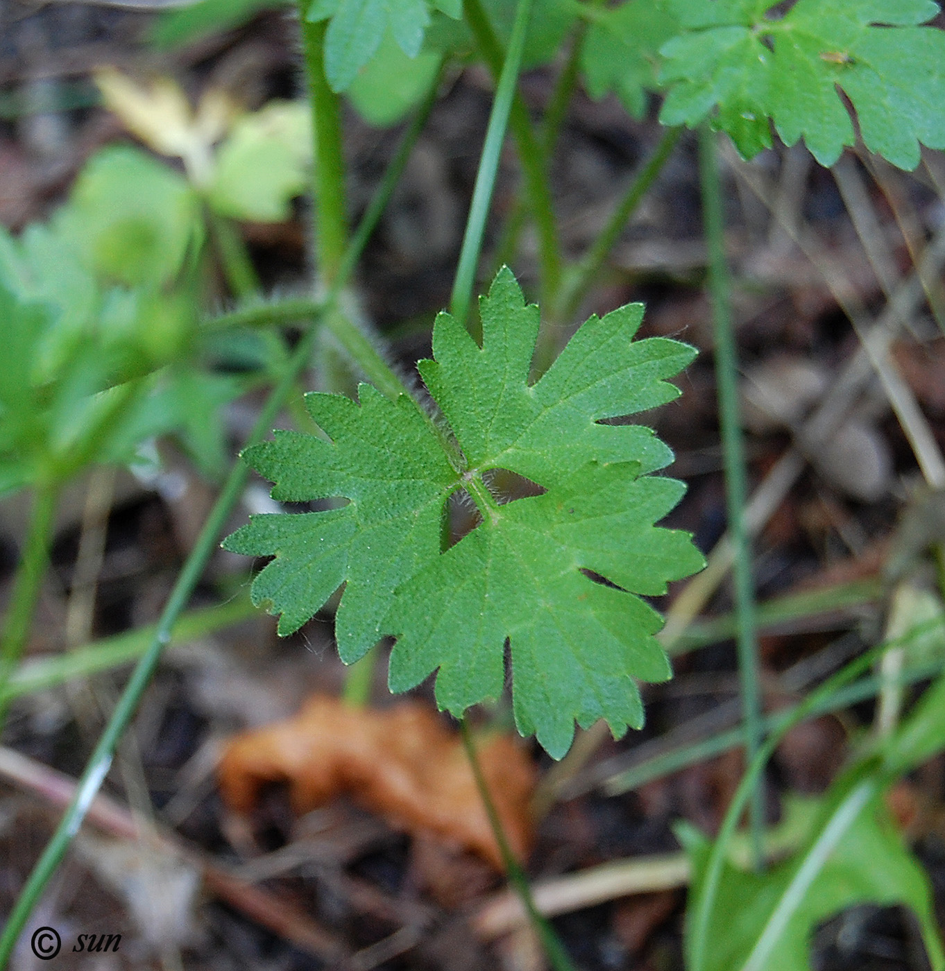 Image of Ranunculus sardous specimen.