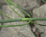 Equisetum ramosissimum. Часть побега. Крым, Байдарская долина, окр. с. Кизиловое, берег пруда. 9 июня 2016 г.