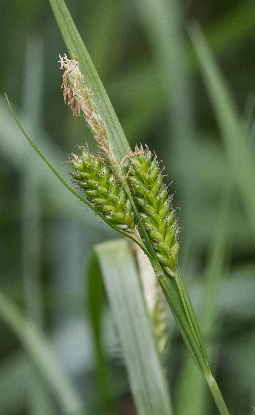 Изображение особи Carex pallescens.