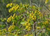 Paliurus spina-christi. Верхушка ветви с соцветиями. Крым, окр. Балаклавы, осыпающийся сухой склон. 06.06.2016.