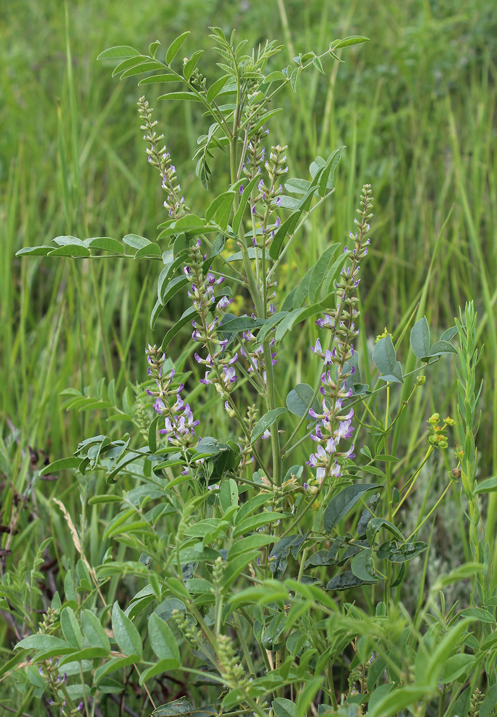 Изображение особи Glycyrrhiza glabra.