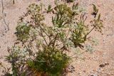 Astrodaucus littoralis