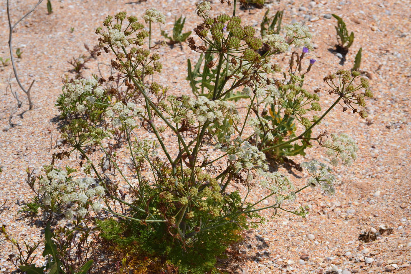 Изображение особи Astrodaucus littoralis.