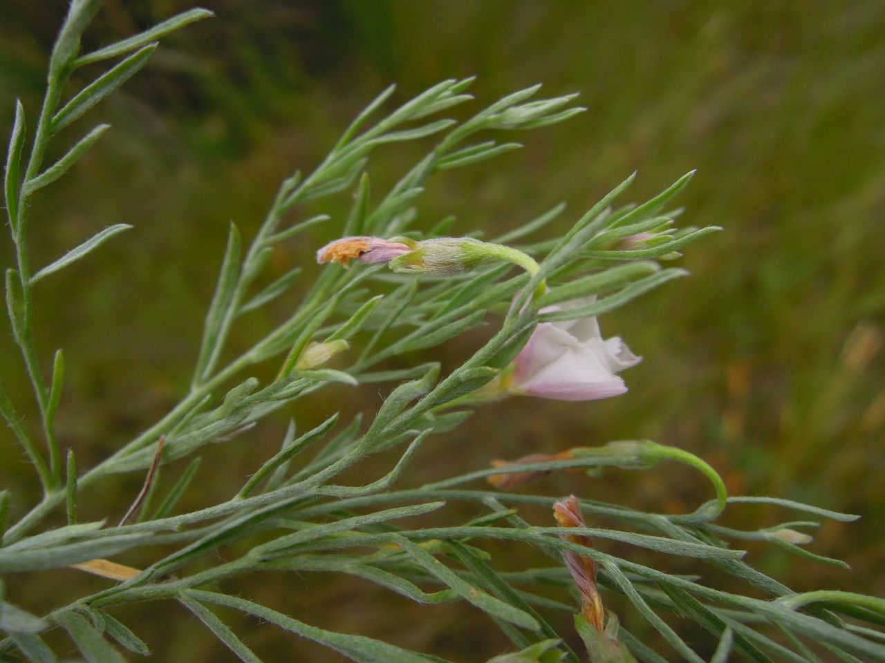 Image of Convolvulus ammannii specimen.