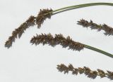 Carex paniculata