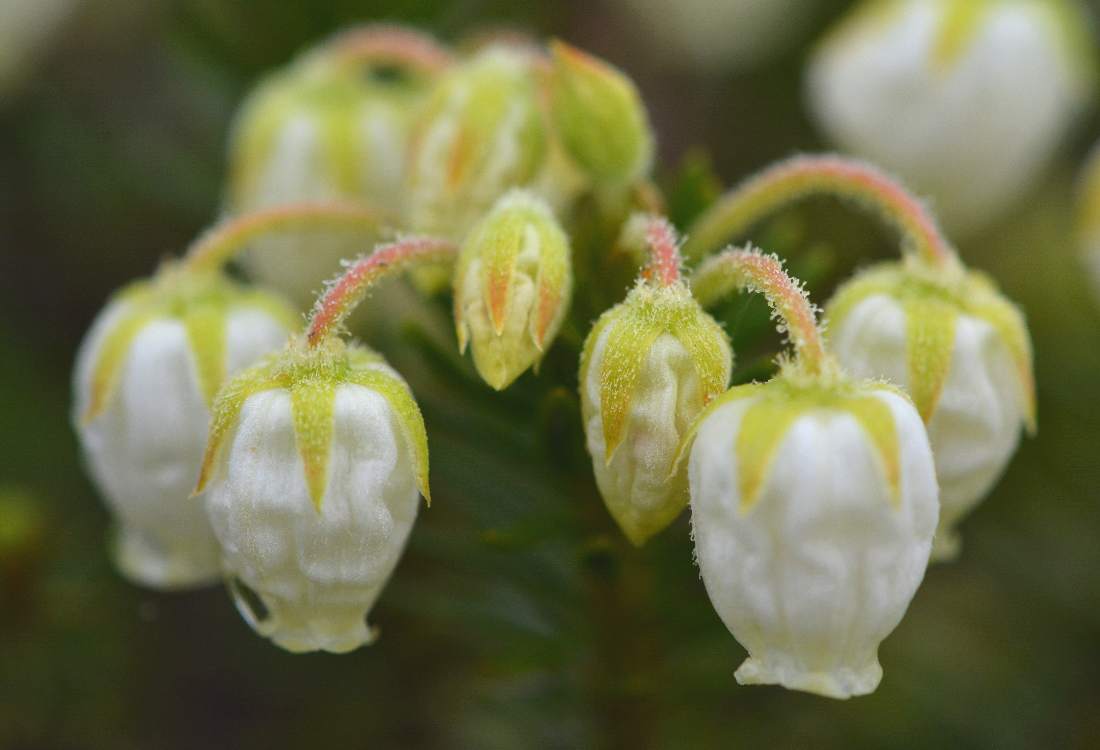 Image of Phyllodoce aleutica specimen.