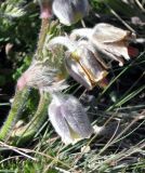 Pulsatilla campanella. Верхушки побегов с цветками. Казахстан, Большое Алма-Атинское ущелье, около 2500 м н.у.м. Июнь 2009 г.