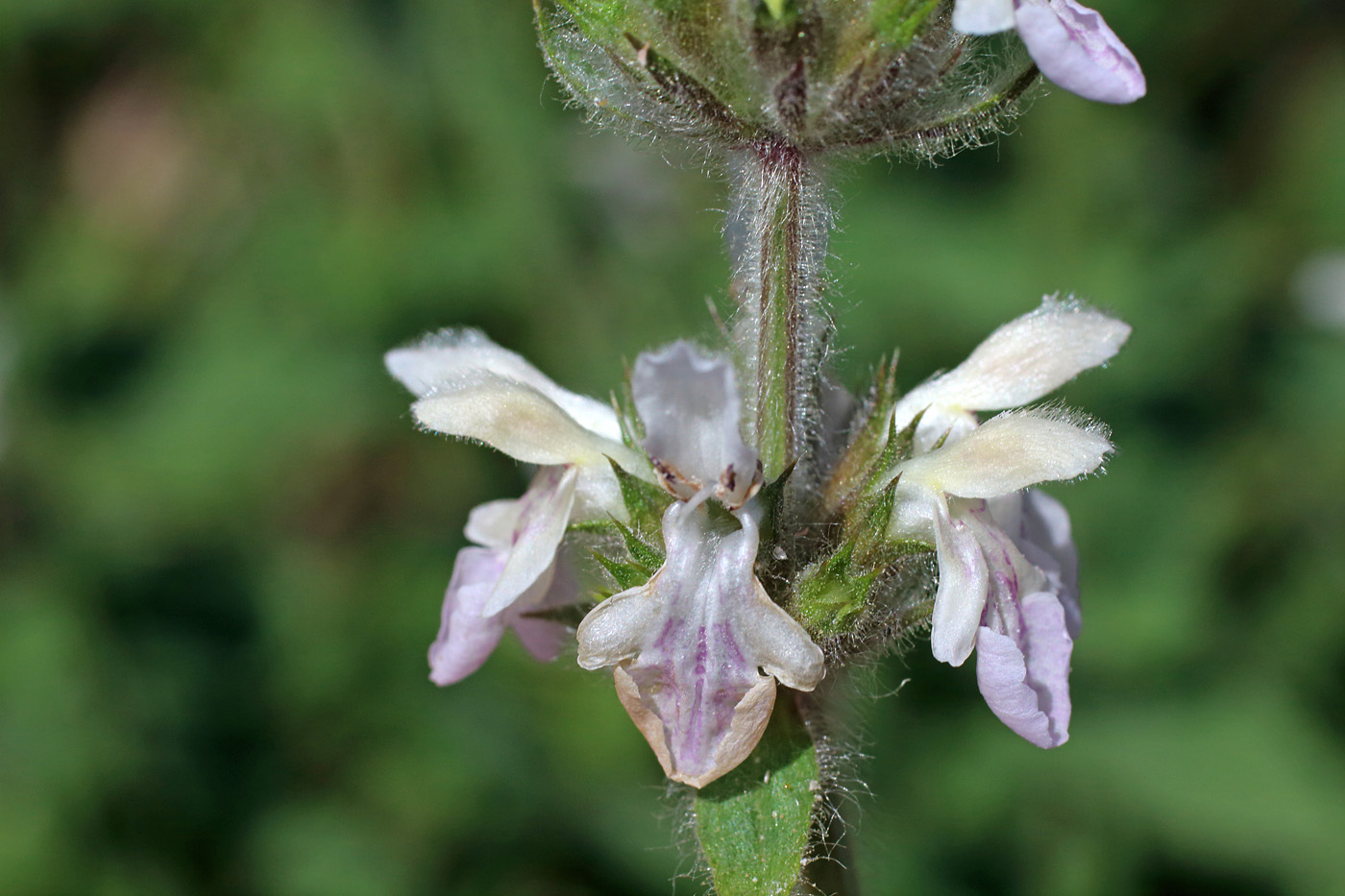 Image of Stachys hissarica specimen.