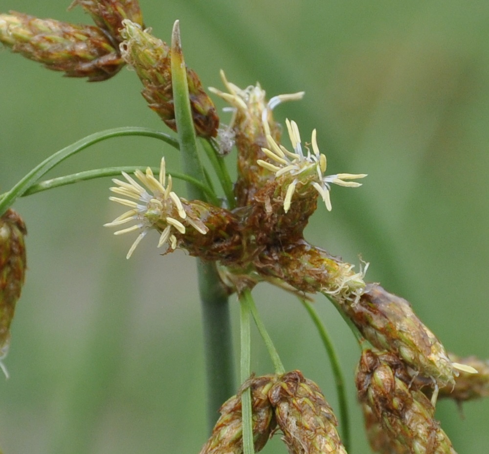 Изображение особи Schoenoplectus lacustris.