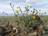 Potentilla astragalifolia