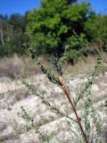 Artemisia campestris