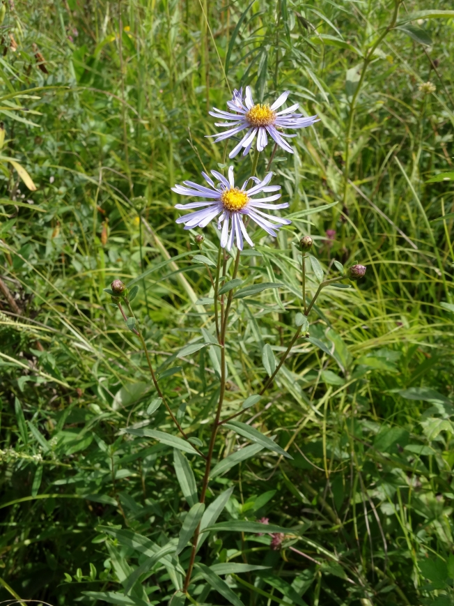 Изображение особи Aster maackii.