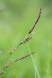 Carex juncella. Часть побега с соплодиями, отцветшим мужским соцветием и экзувием паука. Ленинградская обл., Гатчинский р-н, окр. пос. Пудость, берег р. Ижора, сыроватый луг на травертине. 04.06.2016.