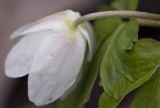 Anemone nemorosa