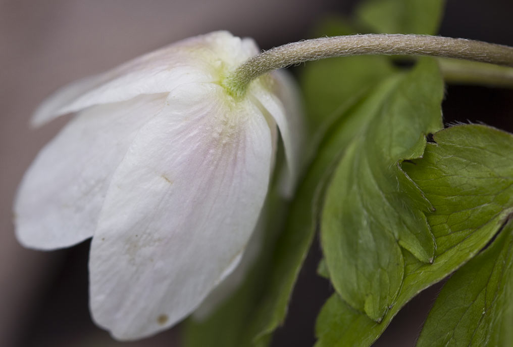 Изображение особи Anemone nemorosa.