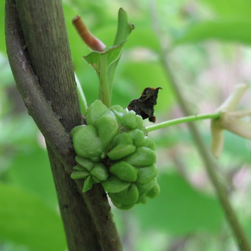 Image of Schisandra chinensis specimen.