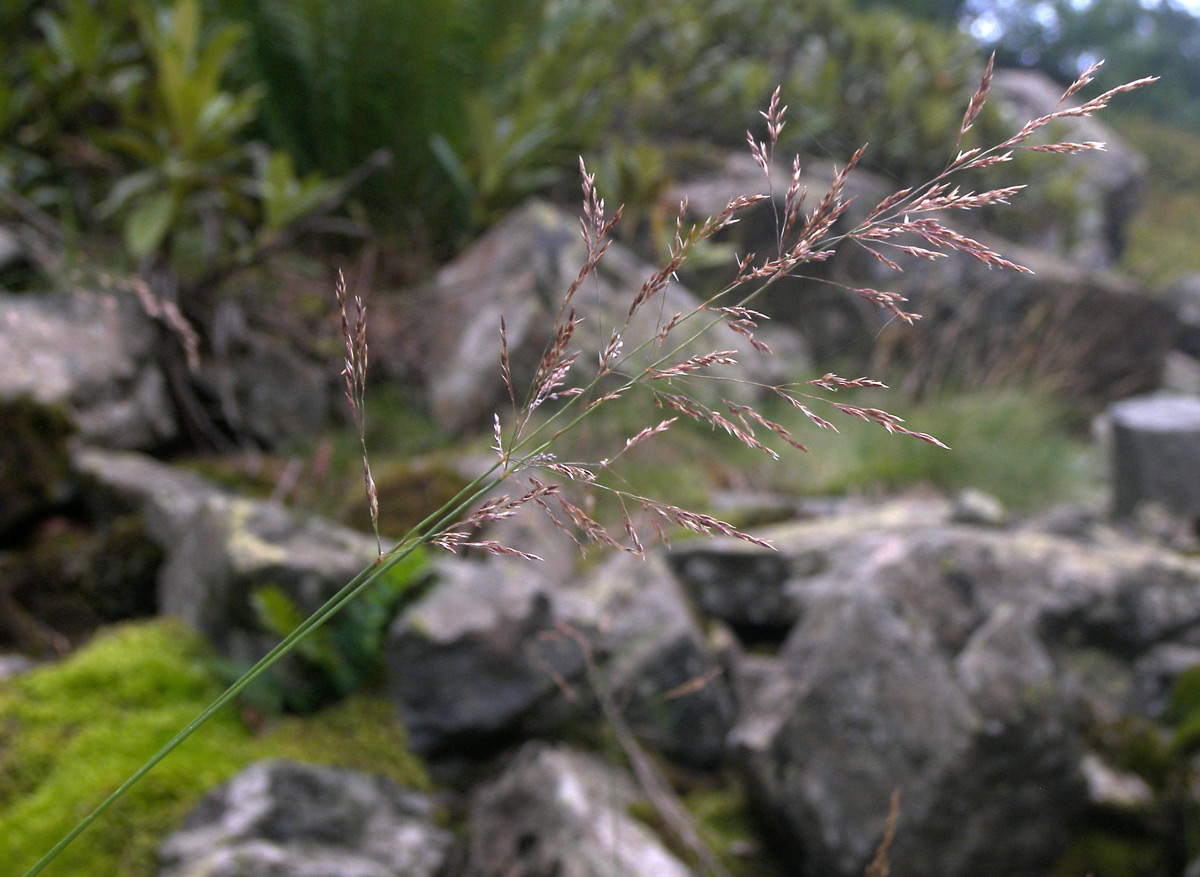 Image of Poa araratica specimen.