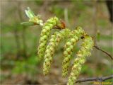 Carpinus betulus