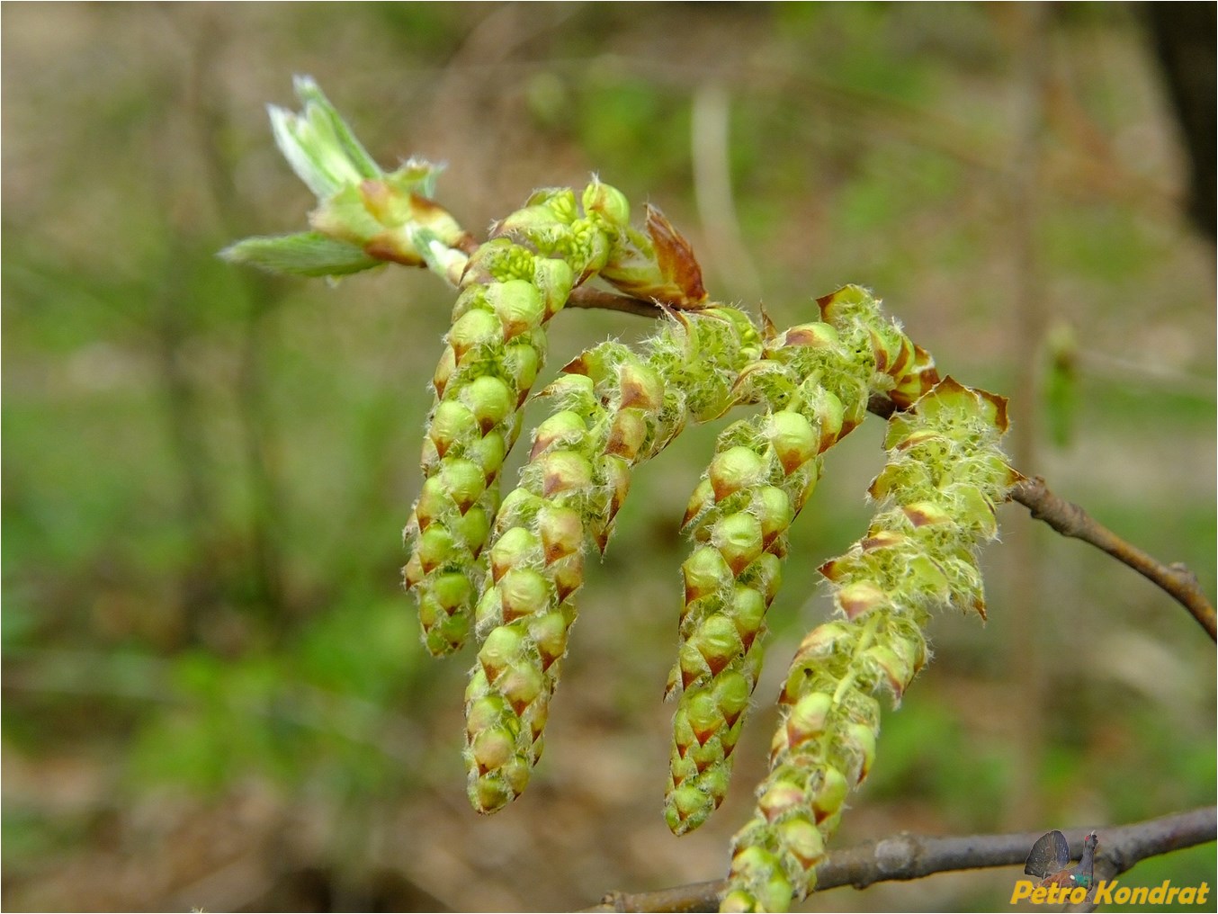 Изображение особи Carpinus betulus.