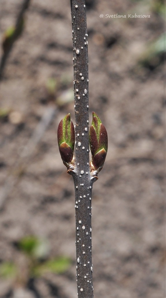 Изображение особи Syringa pubescens ssp. patula.