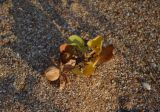 Calystegia soldanella. Плодоносящее растение на песчано-ракушечном пляже. Крым, Керченский п-ов, окр. с. Яковенково, вблизи Кыз-Аульского маяка. 12.08.2016.