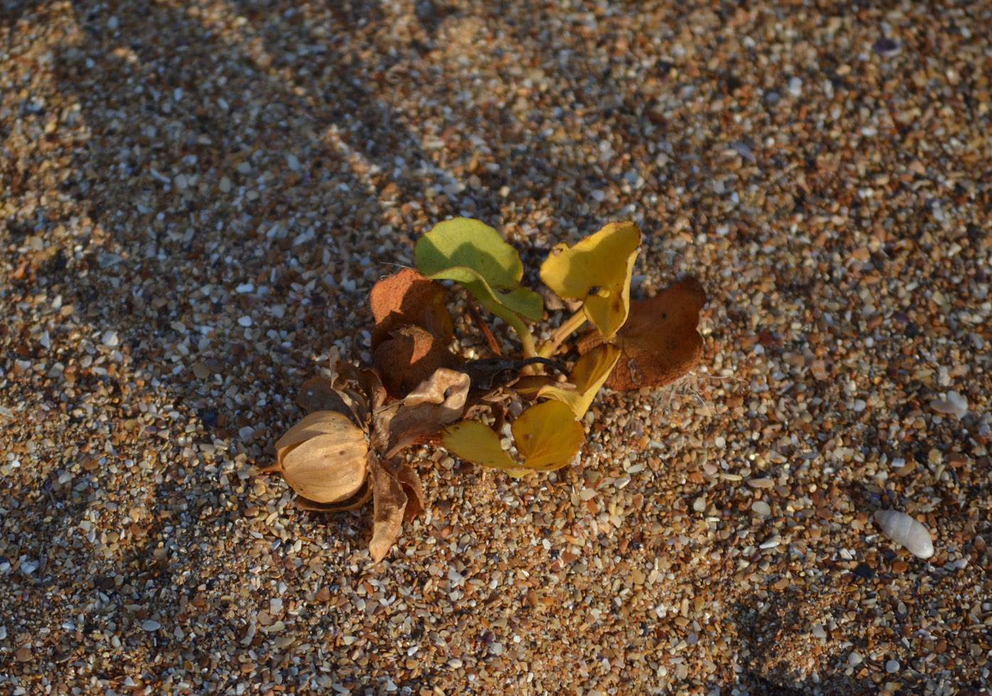 Image of Calystegia soldanella specimen.