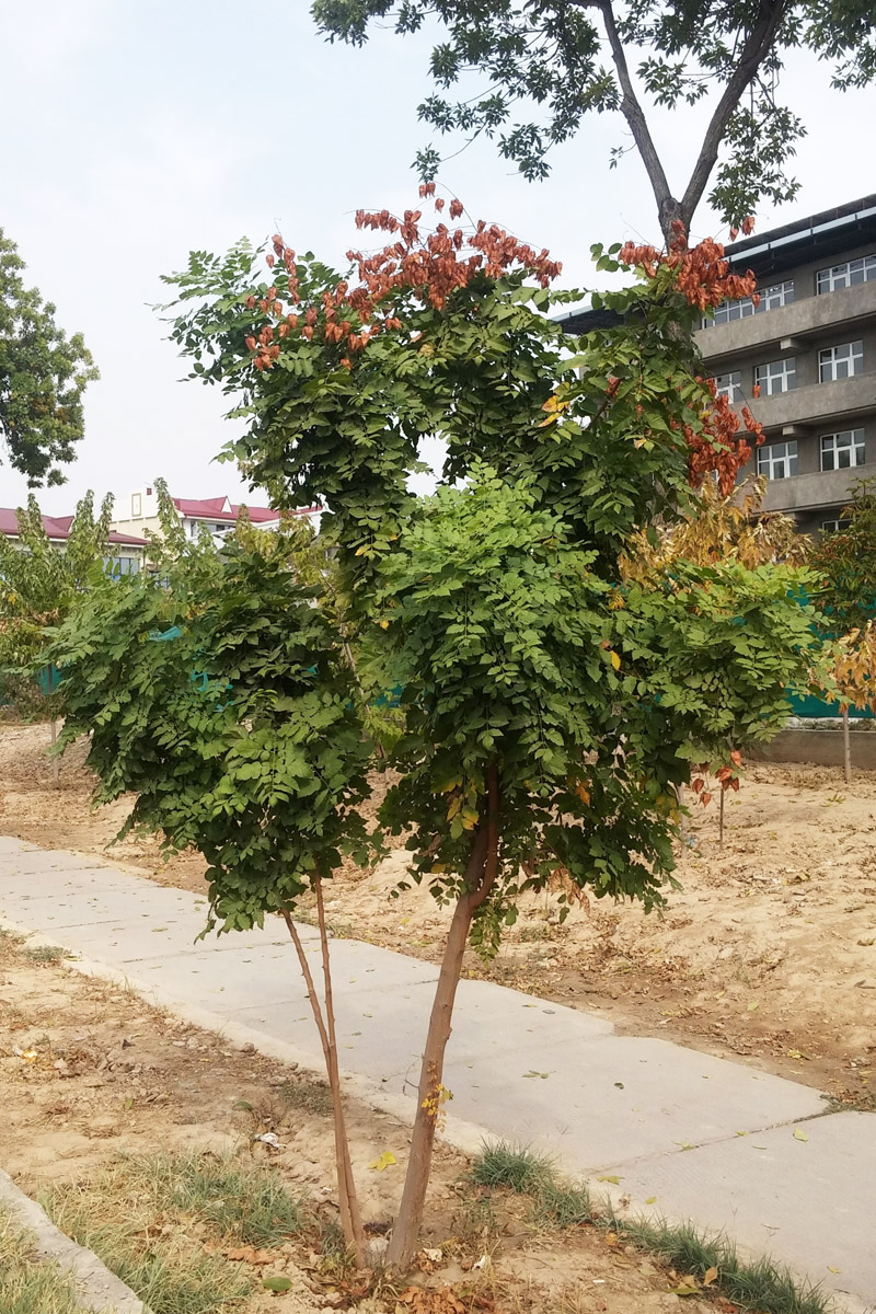 Image of Koelreuteria paniculata specimen.