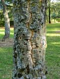 Quercus suber. Часть ствола, поеденная жучком. Испания, Кастилия и Леон, г. Саламанка, Parque de los Jesuitas. Октябрь.