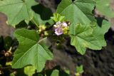 Malva verticillata variety neuroloma. Верхушка цветущего растения. Владивосток, клумба. 19.09.2016.