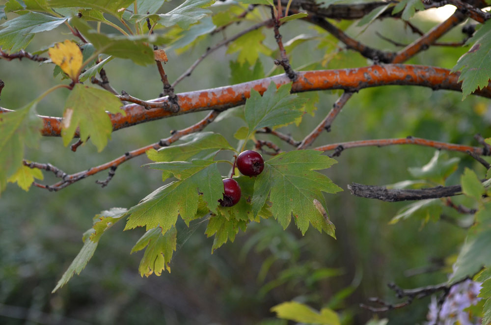 Image of Crataegus almaatensis specimen.