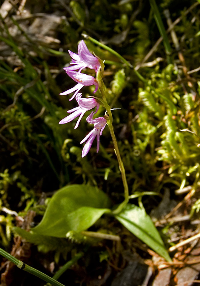 Image of Neottianthe cucullata specimen.