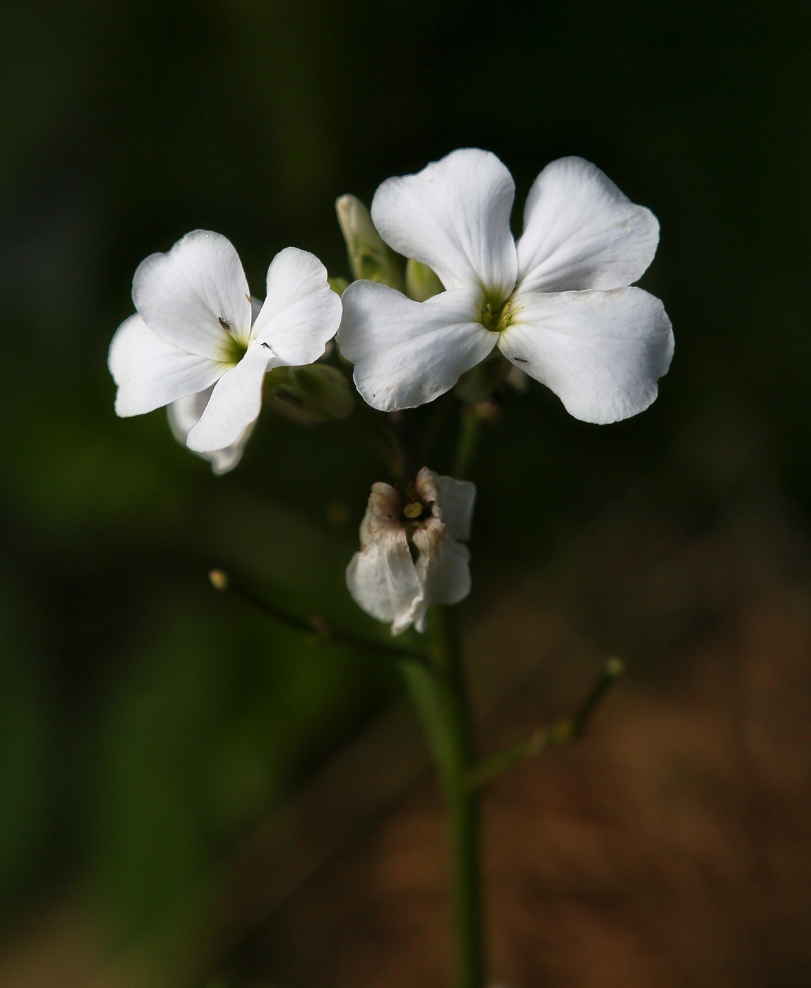 Изображение особи род Hesperis.