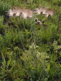 Pulsatilla ucrainica