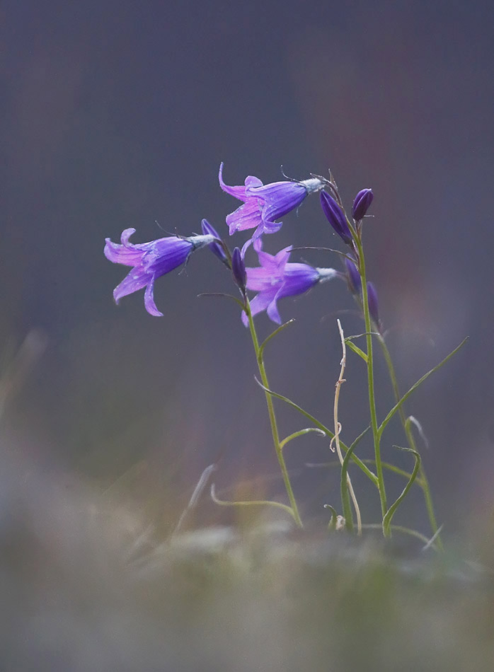 Image of Campanula turczaninovii specimen.