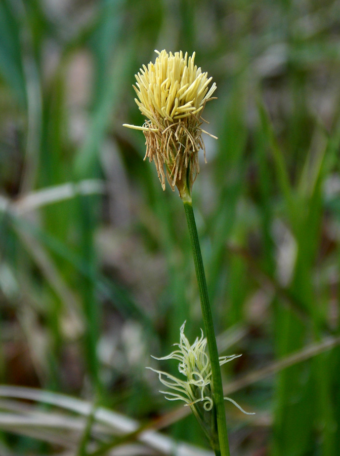 Изображение особи Carex michelii.