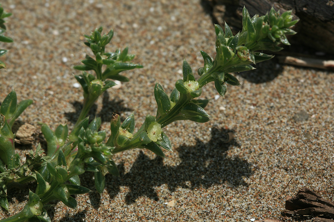 Image of Salsola komarovii specimen.