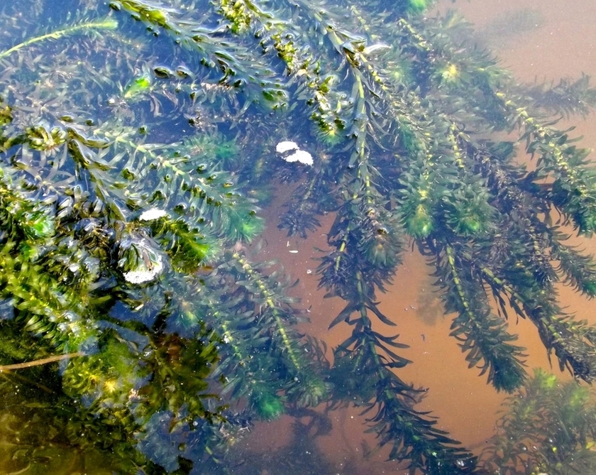 Image of Egeria densa specimen.