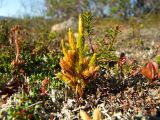 Lycopodium juniperoideum