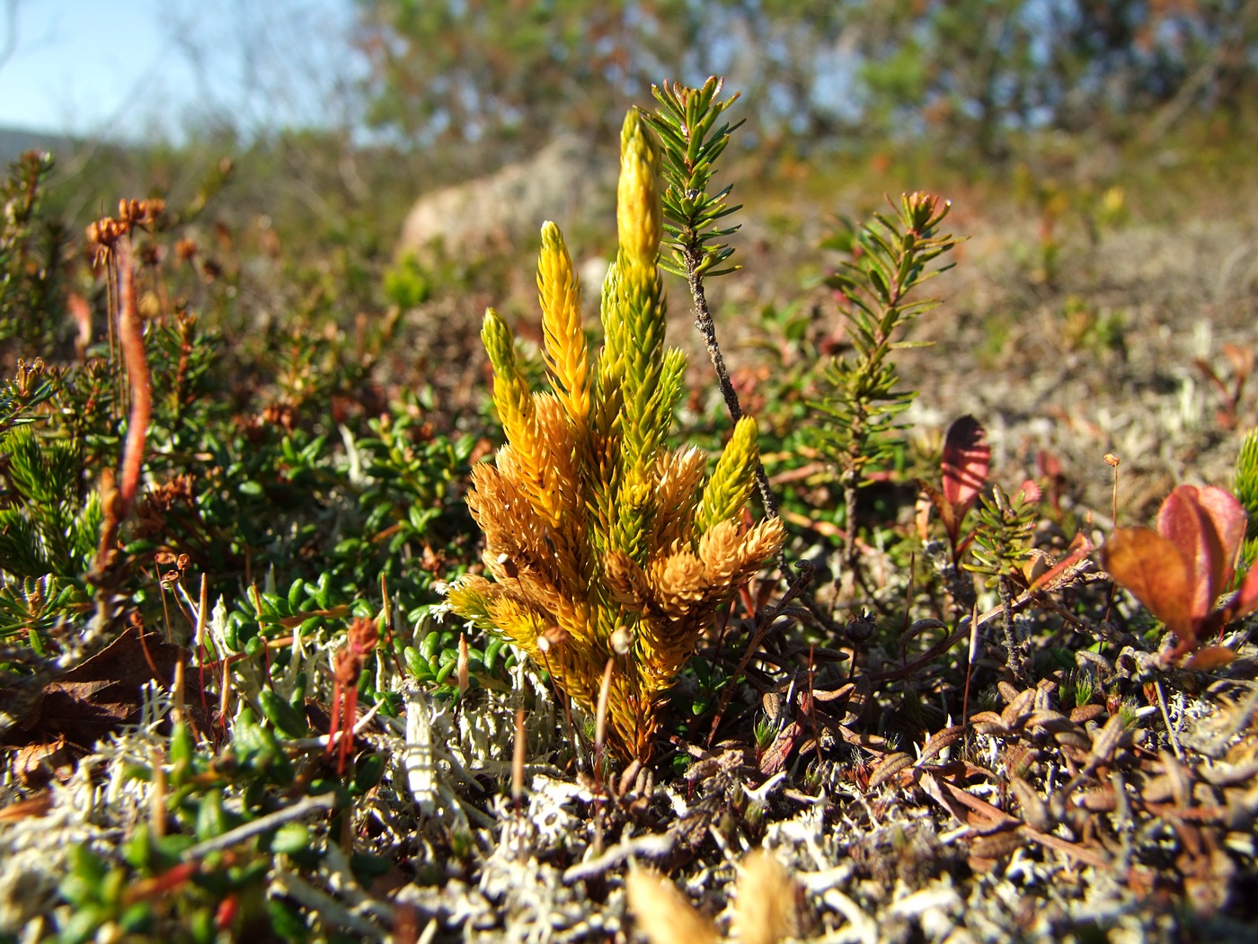 Изображение особи Lycopodium juniperoideum.