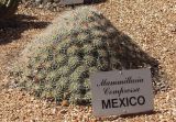 Mammillaria compressa. Цветущее растение. Австралия, Новый Южный Уэльс, пос. Лайтнинг Ридж, питомник кактусов, основанный в 1966 г. Джоном и Элизабет Беван (Bevan). 14.09.2009.