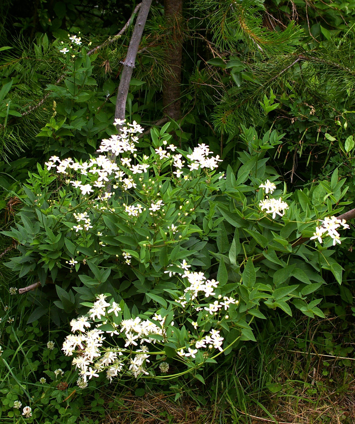 Изображение особи Clematis recta.