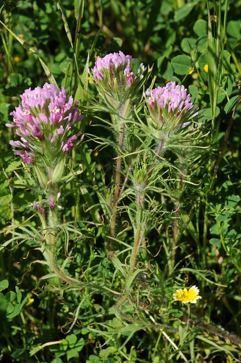 Image of Castilleja exserta specimen.