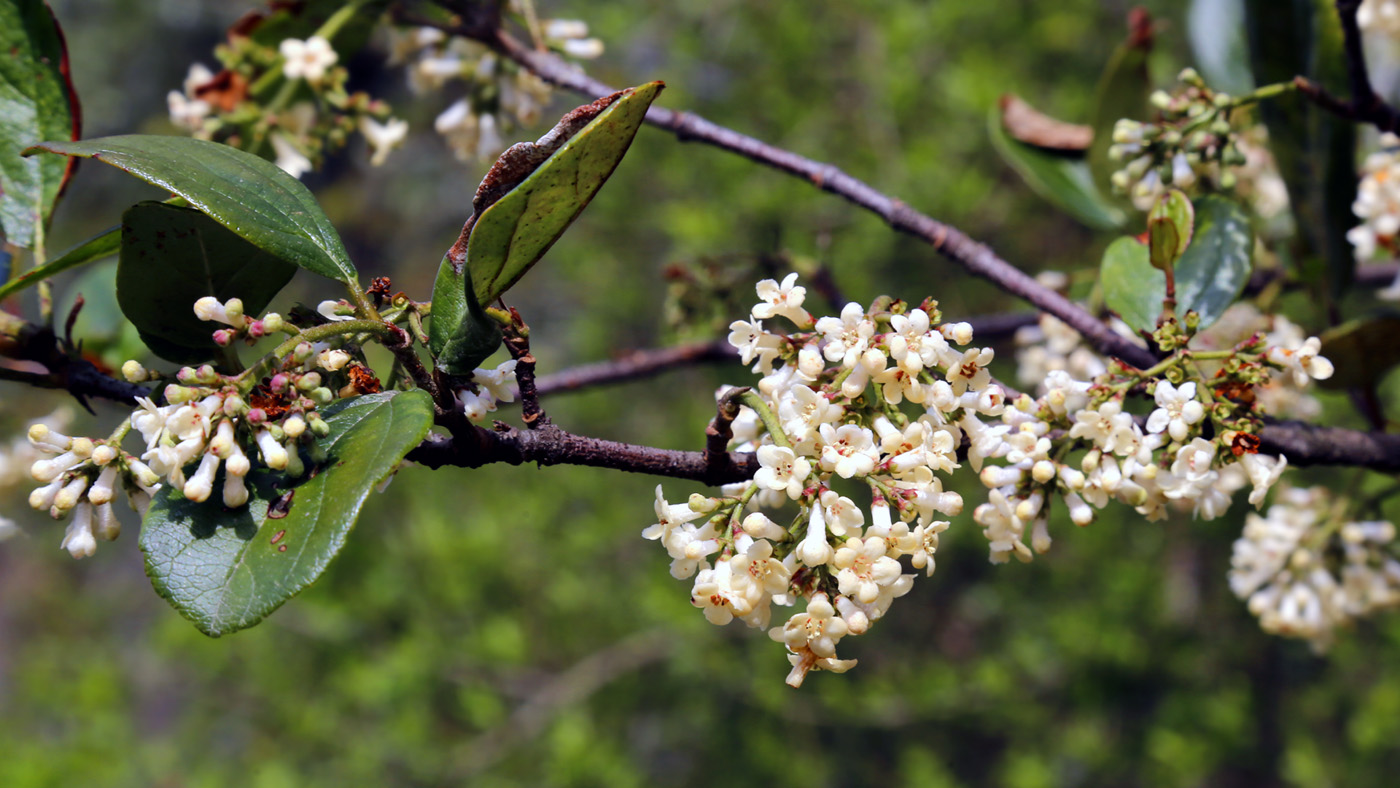 Image of Viburnum suspensum specimen.