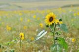 Helianthus annuus