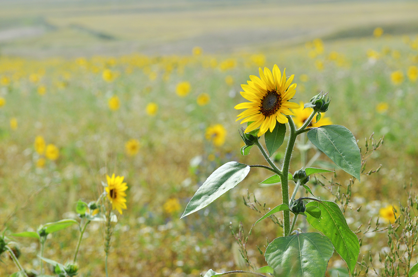 Изображение особи Helianthus annuus.