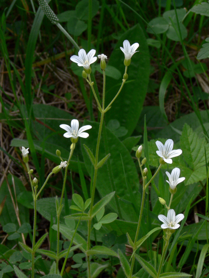 Image of Cerastium pauciflorum specimen.