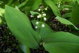 Convallaria majalis. Цветущее растение. Донецк, заброшенный садовый участок. 28.04.2016.
