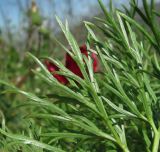 Paeonia tenuifolia. Часть листа (вид снизу). Краснодарский край, Абинский р-н, гора Папай, вершина Западный Папай. 30.04.2017.