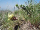 Astragalus cytisoides